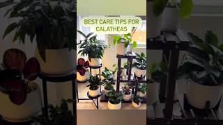Tips For Calathea Care