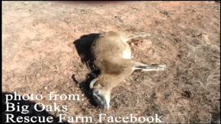 Big Oaks Rescue Farm