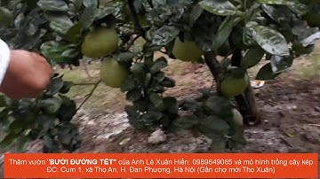 BƯỞI ĐƯỜNG TẾT VÀ MÔ HÌNH TRỒNG KÉP: Anh Hiền: 0989649065