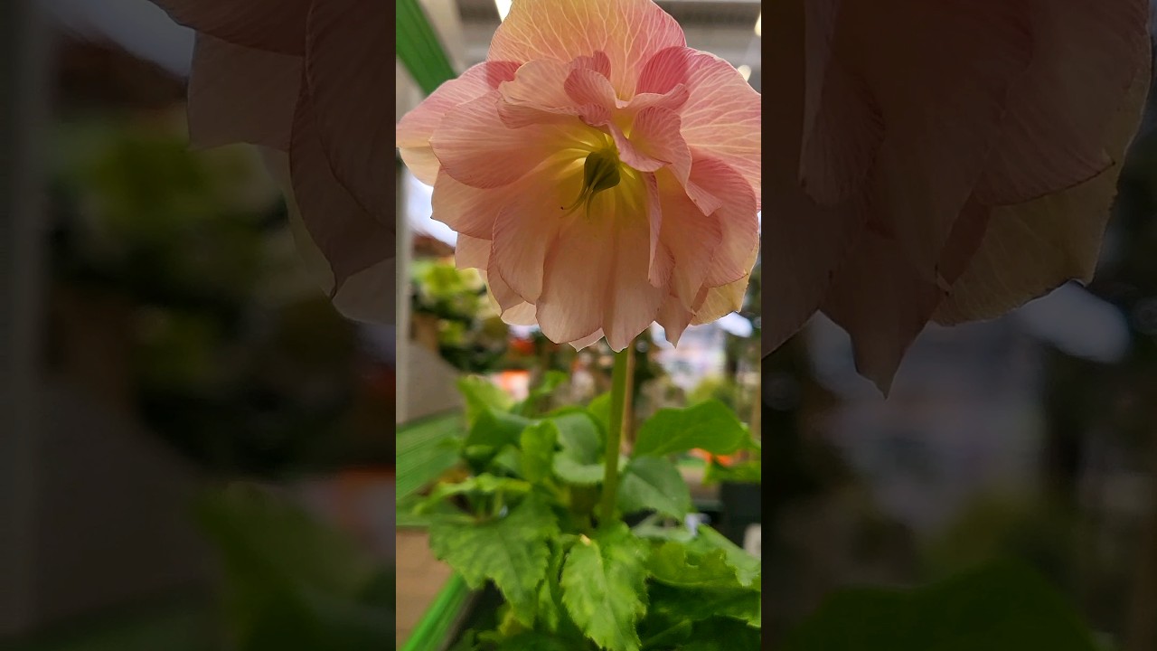 Which one should bring home? hellebore YouTube