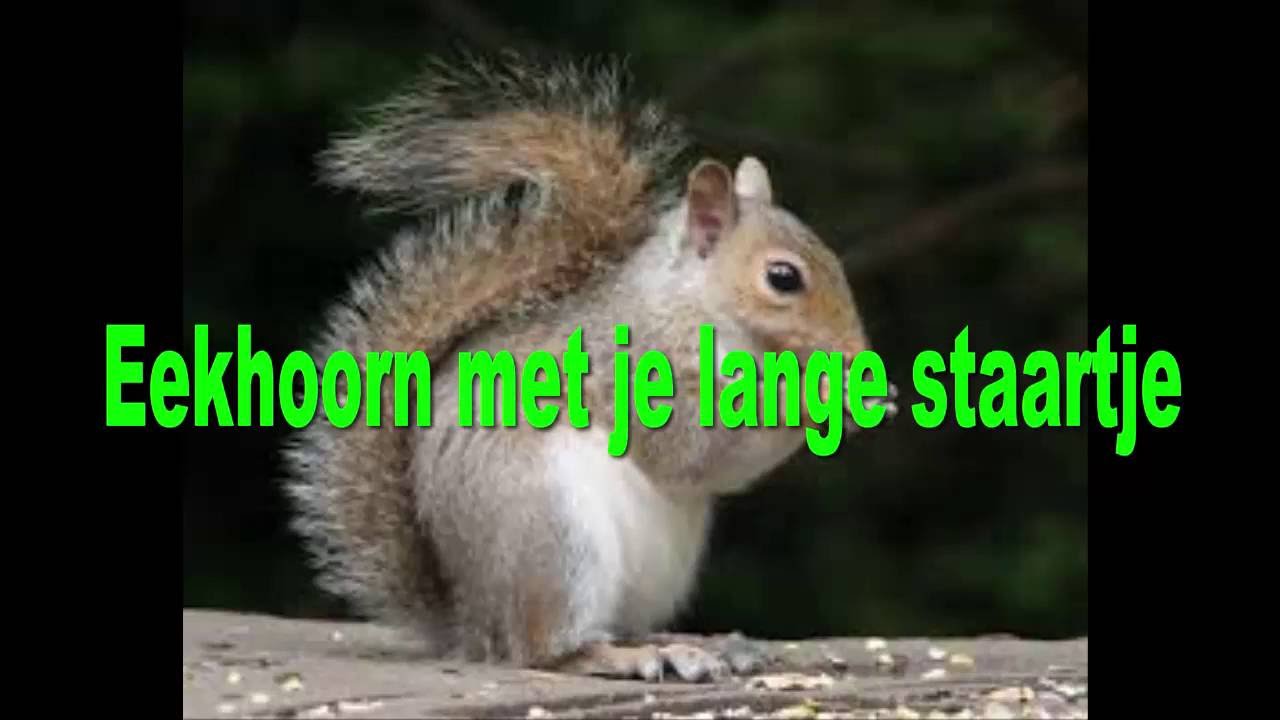 Eekhoorn Eekhoorn Met Je Lange Staartje
