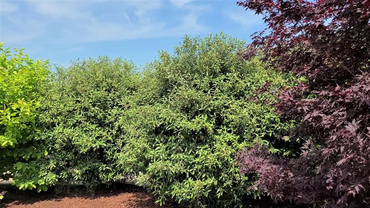 Viburnum X Pragense // EASY TO GROW Evergreen for Specimen, Privacy Hedging or Screen Planting👍👌😉👀