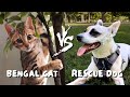 A day in the life of our bengal kitten and rescue dog  ep 6