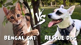 A day in the life of our Bengal kitten and rescue dog | Ep 6