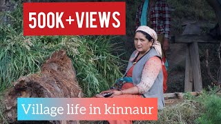 || Village life in Kinnaur || Himachal Pradesh