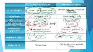 Fotosíntesis oxigénica vs anoxigénica