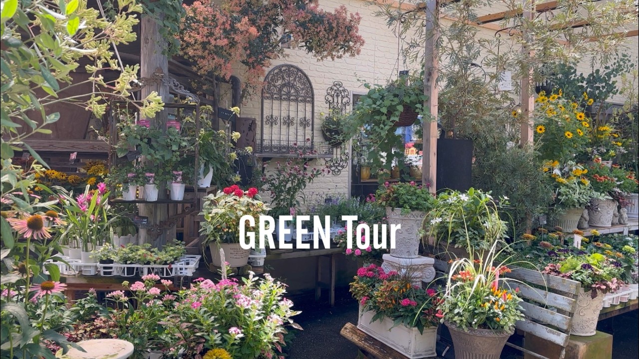 なぜこの場所は酷暑でもこんなに美しいのか！猛暑でも枯れない最強夏花宿根草がたくさんお洒落で素敵すぎる名店！| 金久 | 園芸/ガーデニング店巡り | 大阪/日根野