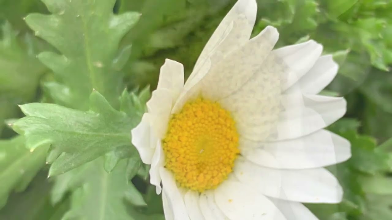 ノースポールの花言葉 誠実 高潔 癒しの花と音楽 Youtube