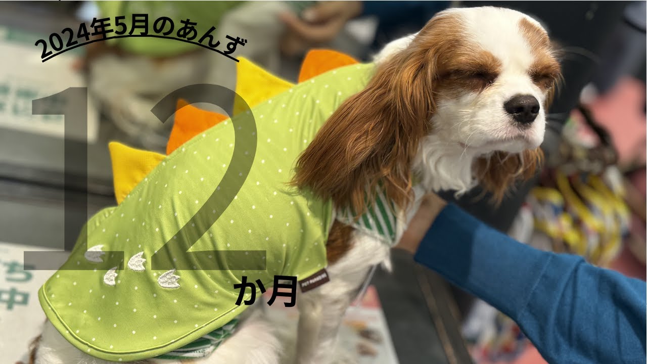 【キャバリア】2024年5月のあんず（12か月） Cavalier Anzu in May 2024, 12 months old