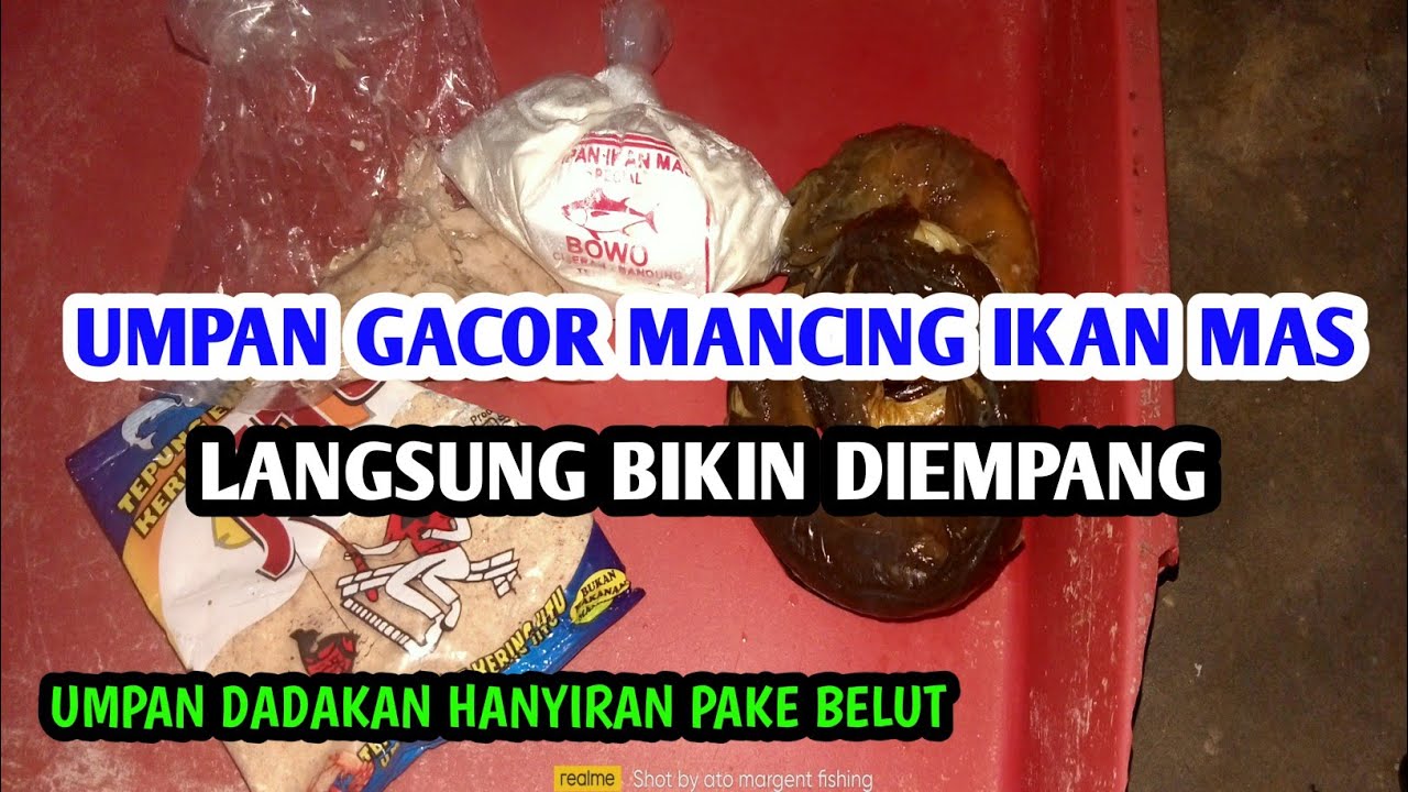 Umpan jitu Mancing ikan Mas Murah Meriah Gak Ribet Gak Kalah Sama Umpan