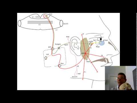 Video: Anatómia, Funkcia A Schéma Genitofemorálneho Nervu Karosárske Mapy