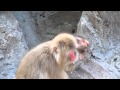 Japanese macaque baby "Mommy, help me !!" : ニホンザルの赤ちゃん「かあちゃん、助けてっ」＠上野動物園