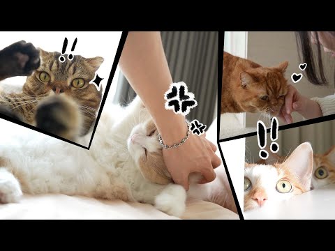 고양이들 <strong>숨고</strong> 난리남ㅋㅋㅋㅋ