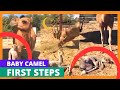 ولادة الناقة / اول يوم للمولود القعود ( سبحان الله) / Baby Camel First Steps