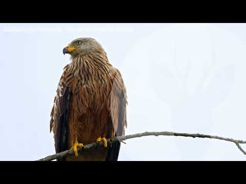Stock Footage: Calling Red Kite – Swiss 5.6K