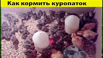 #как #кормить #куропаток