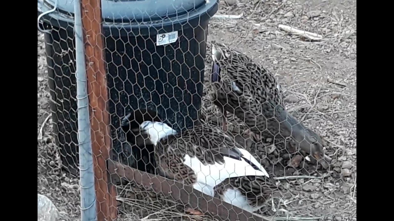 Duck feeding and watering stations- Simple Home Build