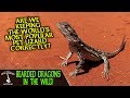 BEARDED DRAGONS IN THE WILD! (are we keeping them correctly?)