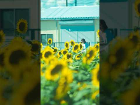 さよなら、夏 #夏をキライになっても MV公開中 #杏沙子 #オリジナル