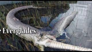 Massive python wrestles with alligator in South Florida
