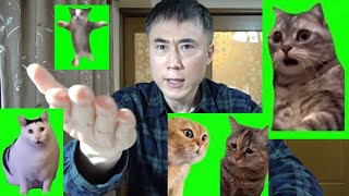 ワイのトップレベルの編集技術で最高の猫ミーム動画を作ったのでご覧ください！