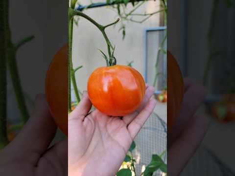 Video: Informasi Caspian Pink - Pelajari Cara Menumbuhkan Tomat Merah Muda Caspian