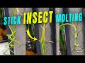 The Molting Process of a Stick Insect