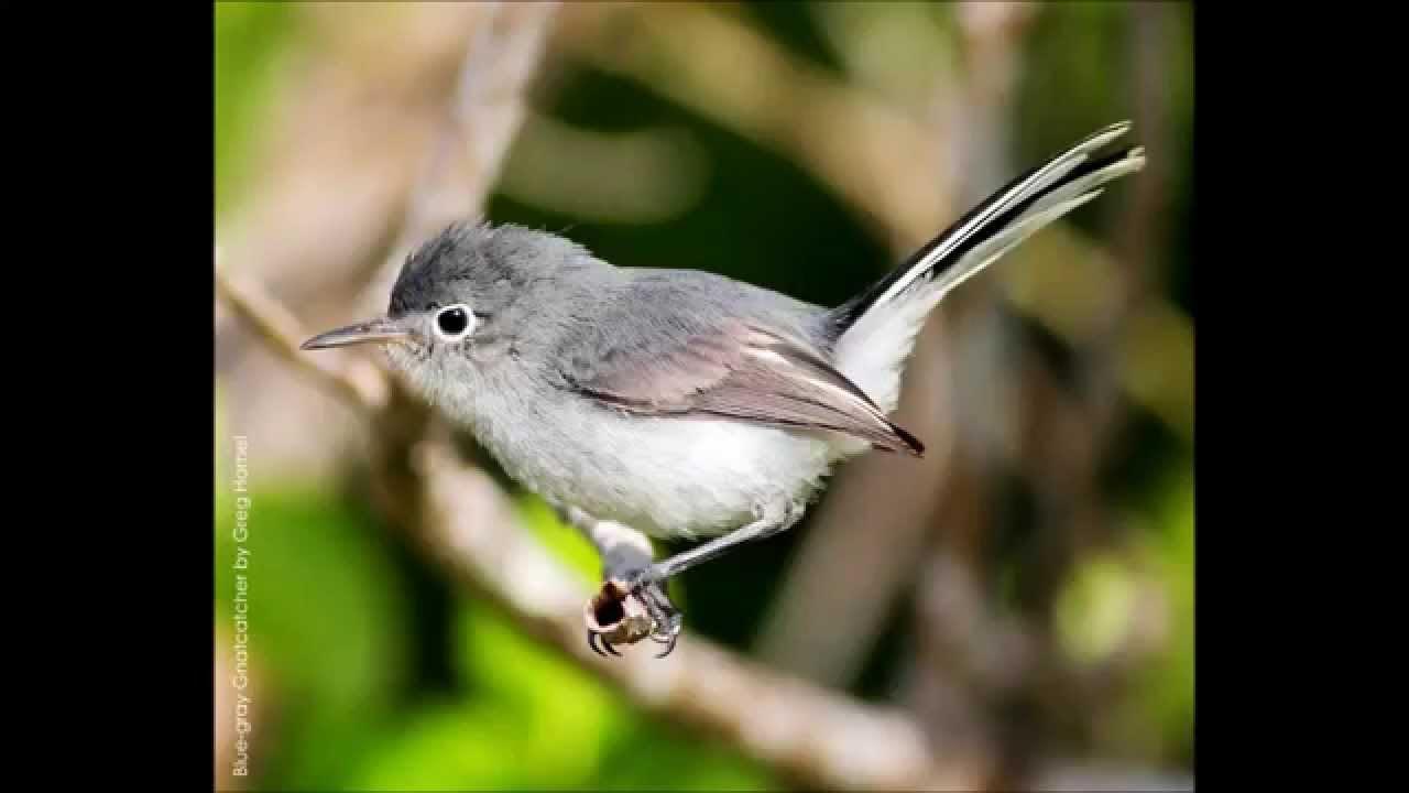 Blue Gray Gnat Catcher, I love these little gnat catchers. …