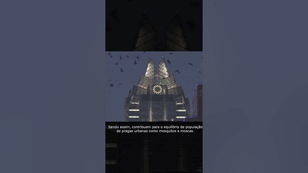 Veja qual é o único mamífero que voa por conta própria shorts YouTube Veja qual é o único mamífero que voa por conta própria shorts YouTube