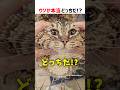 【何問正解できる？】ウソか本当どっちだ！？ part101 #shorts #ショート #猫 #クイズ #かわいい #cat #reels