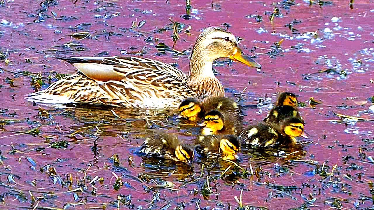 стоячие утки. утка. утка проснулась. утята дикой утки. австралийская утка.