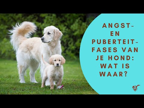 Video: Waarom ontwikkelen honden die niet zijn misbruikt angst / angst?