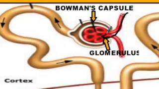Excretory Systems