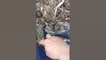 ngạnh con cá Trê đánh rất buốt nên khi bắt mọi người cần chú ý / nét độc đáo quê nhà