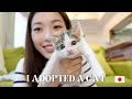 I adopted a kittenvlog in japanese