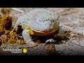 Giant Bullfrog Behavior and Impact