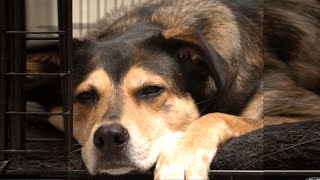 Dog and Puppy Crate Training Tips (part 1 of 2) by Michigan Pet Alliance 84 views 1 year ago 8 minutes, 37 seconds