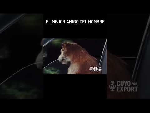 EL MEJOR AMIGO DEL HOMBRE