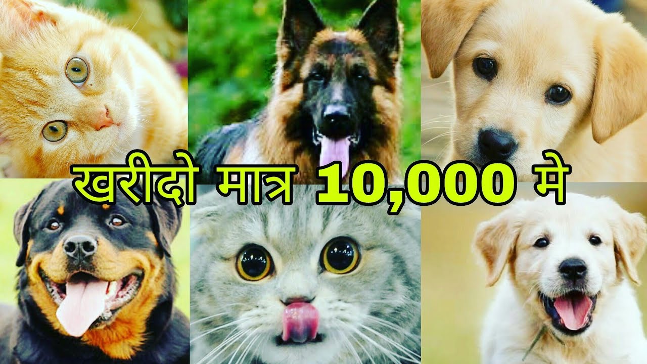 pet shop in chandni chowk