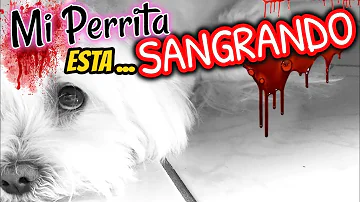 ¿Por qué mi perro se lame la sangre de la regla?