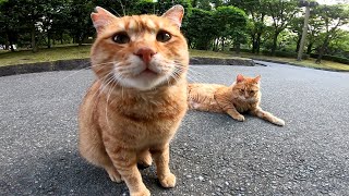 公園で寝ていた茶トラ猫二人組をナデナデする