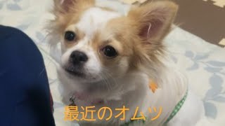 最近のオムツちゃん　お元気です♪