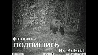 ч2 МАРТ 2004 МЕДВЕДЬ ПЫТАЕТСЯ ПОЙМАТЬ СОБАКУ СОРЕВНОВАНИЯ ФИРСАНОВКА МОСКОВСКАЯ ОБЛАСТЬ ПОДПИШИСЬ ч2 МАРТ 2004 МЕДВЕДЬ ПЫТАЕТСЯ ПОЙМАТЬ СОБАКУ СОРЕВНОВАНИЯ ФИРСАНОВКА МОСКОВСКАЯ ОБЛАСТЬ ПОДПИШИСЬ