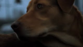 映画『ホワイト・ゴッド 少女と犬の狂詩曲』予告編