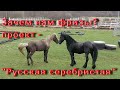 Зачем нам фризы?