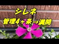 【花】シレネの育て方・植え付け