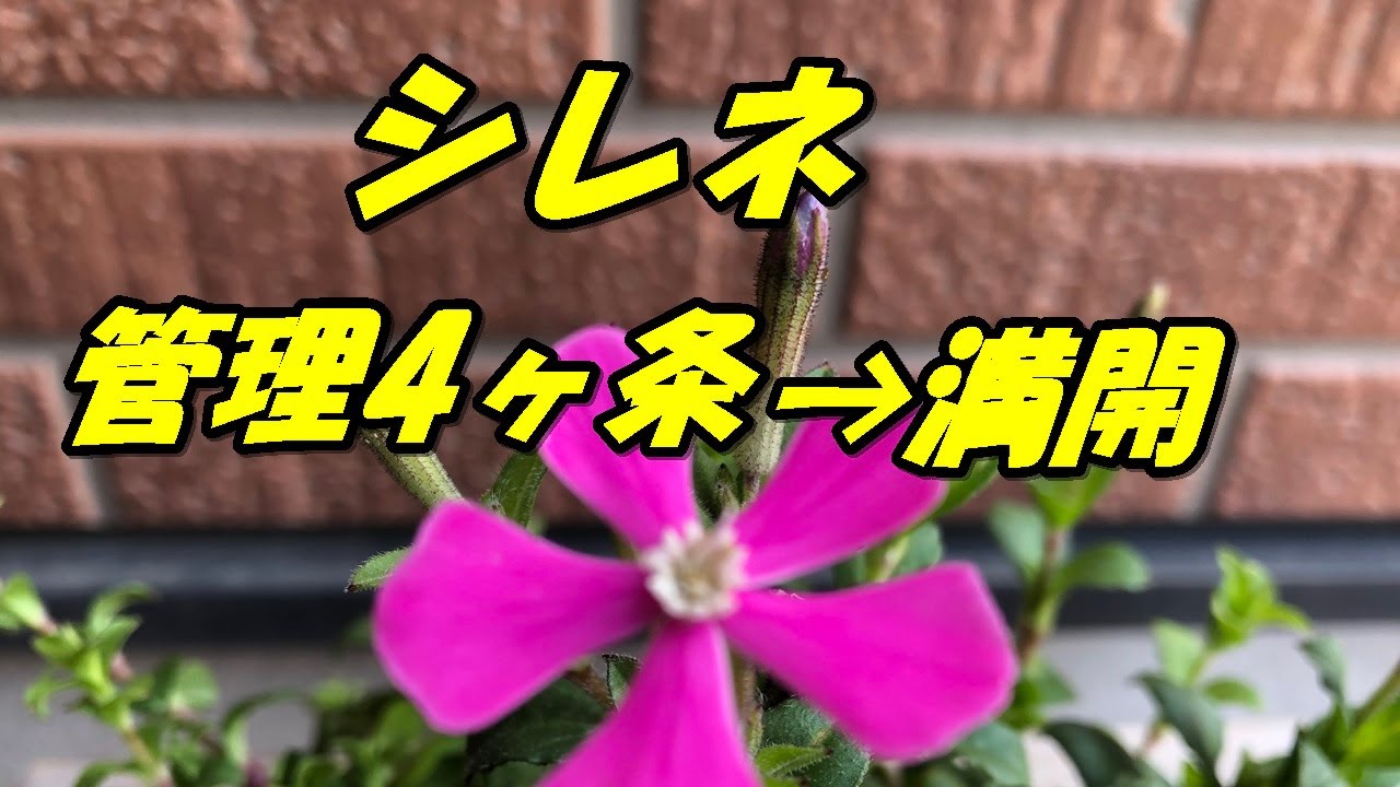 花 シレネの育て方 植え付け Youtube