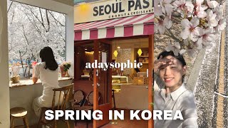 Cafe hopping in seoul 🌸 cherry blossoms spots, kyunghee university | spring korea vlog by adaysophie 1,974 views 1 year ago 8 minutes, 1 second