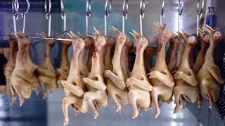 Amazing Pigeon Farming Technology Produces Meat and Egg 🕊️ - Pigeon Meat Processing in Factory
