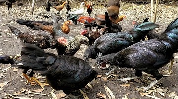 Mixture of Black Chickens - Qaib Hmoob Qaib Xiav Nqaij Qaib Dub Nqaig